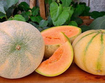 Nasiona melona Madhu Ras – 10 świeżych, bogatych w słodycz nasion melona