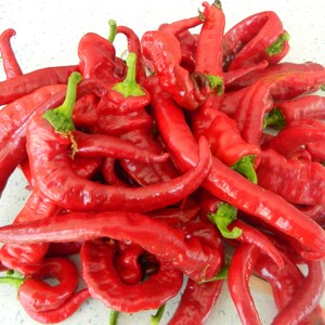 HJ6 Pulsar Space Chilli Seeds - 10 Fresh HJ6 Pulsar Space Pepper Seeds