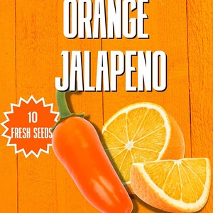 Orange Jalapeno Chilisamen - 10 Frische Numex Orange Jalapeno Chilisamen