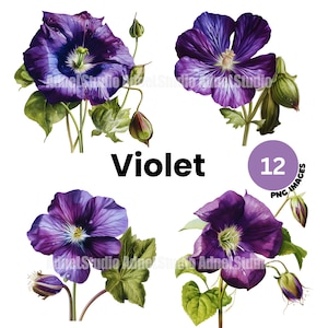 Aquarell violette Clipart - Aquarell botanische violette png, lila Blume png, digitale Blumen Wandkunst, Blumen Clipart Februar Geburtsmonat