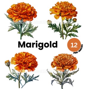 Watercolor marigold clipart - Watercolor botanical marigold png, Wild  flower png, Floral digital wall art, October birth month flower png