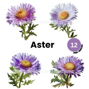 Watercolor aster clipart - Watercolor botanical aster png, aster flower clipart, Floral digital wall art, August birth month flower png