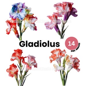 Watercolor gladiolus clipart - Watercolor botanical gladiolus png, Gladiolus flower png, Floral digital wall art,  August birth month flower