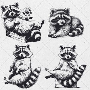 K&ouml;nnte beinhalten: Vier Schwarzwei&szlig;illustrationen von Waschb&auml;ren in verschiedenen Posen. Ein Waschb&auml;r sitzt in einer Holzkiste, ein anderer sitzt mit gekreuzten Beinen, ein weiterer liegt auf dem Bauch und der letzte sitzt aufrecht mit seinen Pfoten auf der Brust.