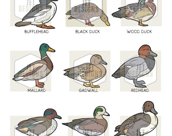 Duck Species SVG, duck svg, ducks svg, mallard svg, mallard duck svg, pintail duck svg, hunting svg, duck hunting svg, SVG, Cricut svg
