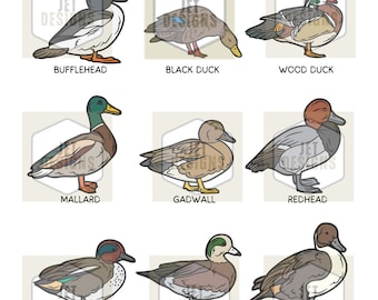 Puede incluir: Ilustración de nueve tipos diferentes de patos, incluyendo el pato buceador, el pato negro, el pato de madera, el pato real, el pato cuchara, el pato de cabeza roja, el pato verde alado, el pato silbón y el pato rabudo. Cada pato se representa en un cuadro separado con su nombre debajo.