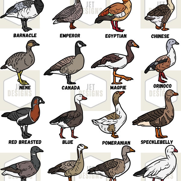 Goose Species SVG, goose svg, geese svg, canada goose svg, snow goose svg, hunting svg, duck hunting svg, SVG, Cricut svg goose hunting svg