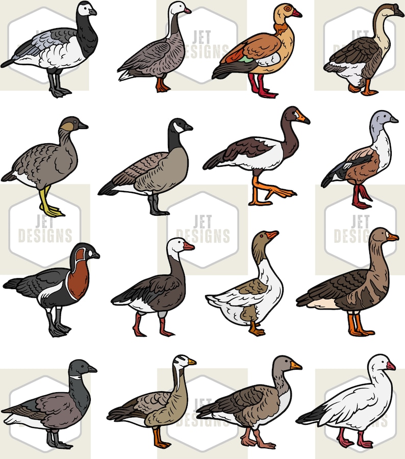 Goose Species SVG, Goose Svg, Geese Svg, Canada Goose Svg, Snow Goose