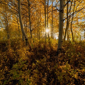 May include: A sunbeam shines through a grove of aspen trees with golden leaves. The white bark of the trees is visible against the yellow foliage.
