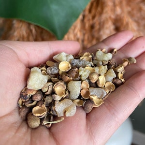 INCENSE MIX &quot;LAmekan&quot; - Mahaleb Frankincense Resin, 100% Pure Natural Organic Resin Premium High Quality, für Räucherkohlebrenner, hergestellt in der Türkei