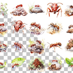 Clipart Ant Red, Pend Ant, Printable Ants, Watercolor Ants, Cutout Ants, Digital Ant ...