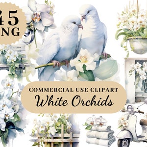 Imágenes Prediseñadas de orquídeas blancas, imágenes prediseñadas de aniversario, flores de Provenza, patrón floral de fondo de pantalla, imágenes prediseñadas de flores, flores, PNG de boda, flor de boda
