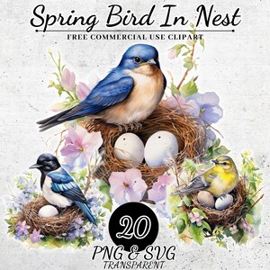 Clipart de pássaro de primavera em aquarela, pacote de clipart de pássaros digitais, clipart de decoração de primavera, clipart de berçário de animais, PNG SVG transparente
