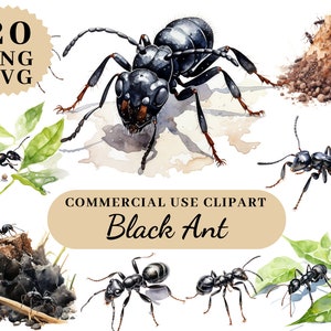 Clipart Ant Black, Pend Ant, Printable Ants, Watercolor Ants, Cutout Ants, Digital Ant, Digitaldownload Clipart, Watercolor Clipart Ants