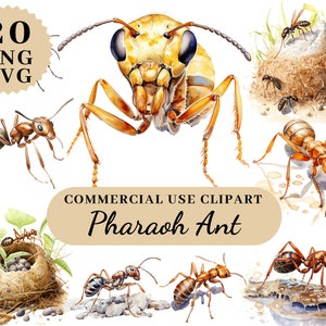 Clipart Ant Pharaoh, Pend Ant, Printable Ants, Watercolor Ants, Cutout Ants, Digital Ant, Digitaldownload Clipart, Watercolor Clipart Ants