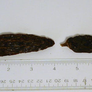 Può includere: Due peperoncini secchi, marrone scuro, con gambi, accanto a un righello. Il peperoncino più grande è lungo circa 7,6 cm. I peperoncini sono su una superficie bianca, che offre un netto contrasto.