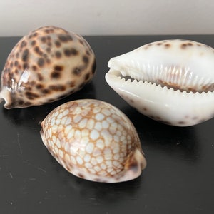 3 Cypraea Tigris Sea Shell for Home Decor, Curiosity Cabinet Collection Creative Projects Exotic Rare Shell Porcelain Aquarium
