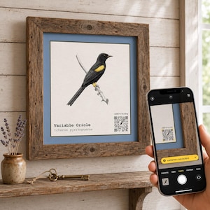May include: A square framed print featuring a black and yellow Variable Oriole bird illustration on a light background. The print includes the text Variable Oriole, Icterus pyrrhopterus, and a QR code with the text Listen to my song.