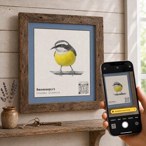 May include: A framed print of a Bananaquit bird with yellow and grey plumage perched on a branch. The print includes the text 'Bananaquit Coereba flaveola' and a QR code. A smartphone displays the same image through its camera interface.