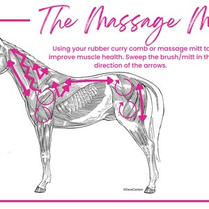 Carte des massages pour chevaux