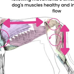 Hunde Massage Karte