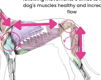 Canine Massage Map