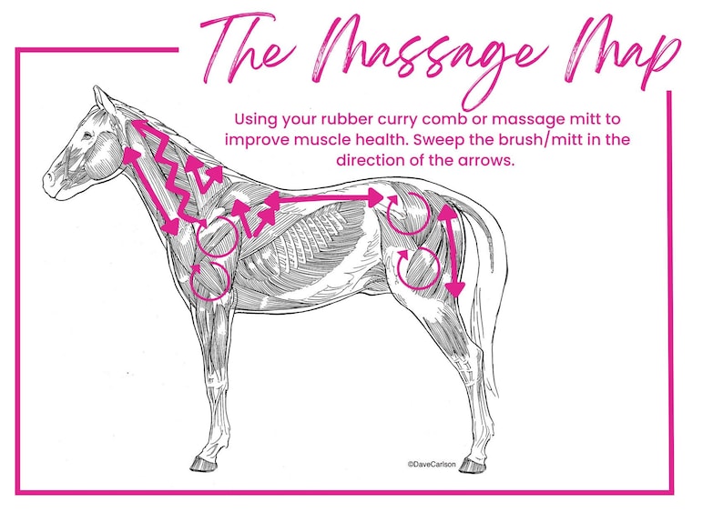 Massage Map for Horses Etsy