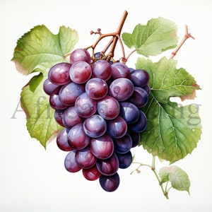 Trauben Zweige Clipart | 10 hochwertige JPGs | Digitaler Download | Botanische Kunst | Kartengestaltung | Journaling | Digitales Papiermodell | Clip-Kunst