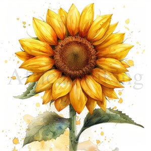Clipart girasole / 10 JPG di alta qualità / Download digitale / Creazione di cartoline / Journaling / Mestiere di carta digitale / Scrapbooking / Arte botanica