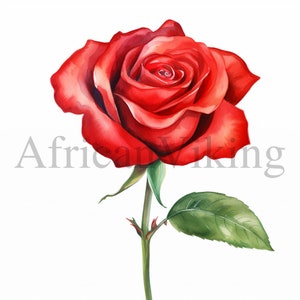 Clipart rosa rossa / 10 JPG di alta qualità / Download digitale / Creazione di cartoline / Mestiere di carta digitale / Arte botanica / Clipart / Clipart botanica