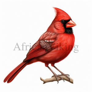 Cardinal rouge | 10 fichiers JPG de haute qualité | Téléchargement numérique | Art pour chambre d'enfant | Fabrication de cartes | Clipart oiseau mignon | Créations numériques en papier
