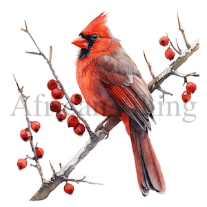 Aquarela inverno vermelho cardeais clipart | 10 JPGs de alta qualidade | Download digital | Clip-Art | Fabricação de cartões | Clipart de pássaros | Artesanato de papel