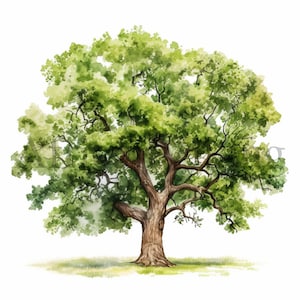 Clipart alberi di quercia / 10 JPG di alta qualità / Download digitale / Scrapbooking / Creazione di cartoline / Journaling / Mestiere di carta digitale / Arte botanica