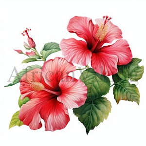 Hibiscus Clipart / 10 JPG de alta calidad / Arte botánico / Descarga digital / Clipart botánico / Fabricación de tarjetas / Artesanía de papel digital / Imágenes prediseñadas