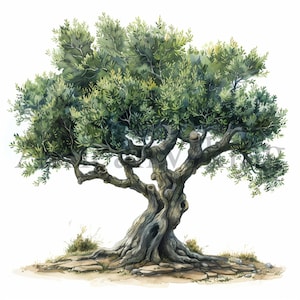 Op de afbeelding: Een aquarel van een oude olijfboom met een dikke, knoestige stam en een brede, uitgestrekte kroon van groene bladeren. De boom is geworteld in een rotsachtige, bruine grond.
