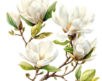 Magnolia Branches Clipart: Botanical Art JPGs (Digital Download)