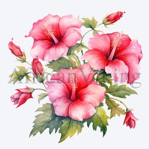 Clipart ibisco / 10 JPG di alta qualità / Arte botanica / Download digitale / Clipart / Clipart botanica / Creazione di carte / Mestiere di carta digitale