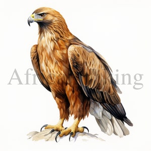 Steinadler Clipart | 10 hochwertige JPGs | Digitaler Download | Kartengestaltung | Kinderzimmer Kunst | Tier Clipart | Digitales Papiermodell | Clip Art
