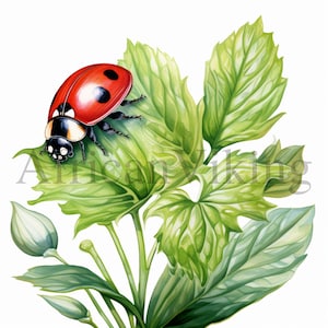 Clipart coccinelle / 10 JPG di alta qualità / Download digitale / Creazione di cartoline / Arte della scuola materna / Clipart di insetti / Mestiere di carta digitale / Supporti misti