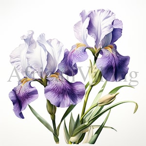 Aquarel Iris Clipart | 10 JPG's van hoge kwaliteit | Digitale download | Botanische kunst | Kaarten maken | Journaliseren | Digitale papierambachten | Clip art