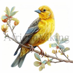 Canary Bird Clipart | 10 High Quality JPGs | Digital Download | Nursery Art | Card Making | Bird Clipart | Digital Paper Craft | Mixed Media