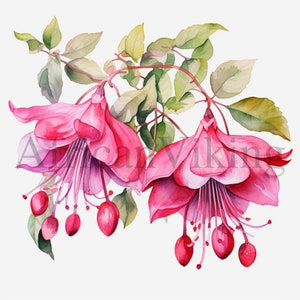 Fuchsia Clipart | 10 High Quality JPGs | Digital Download | Botanical Art | Card Making | Journaling | Digital Paper Craft | Scrapbooking