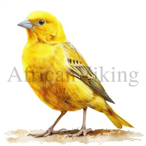 Watercolor Canary Bird Clipart | 10 High Quality JPGs | Digital Download | Card Making | Bird Clipart | Digital Paper Craft | Nursery Art