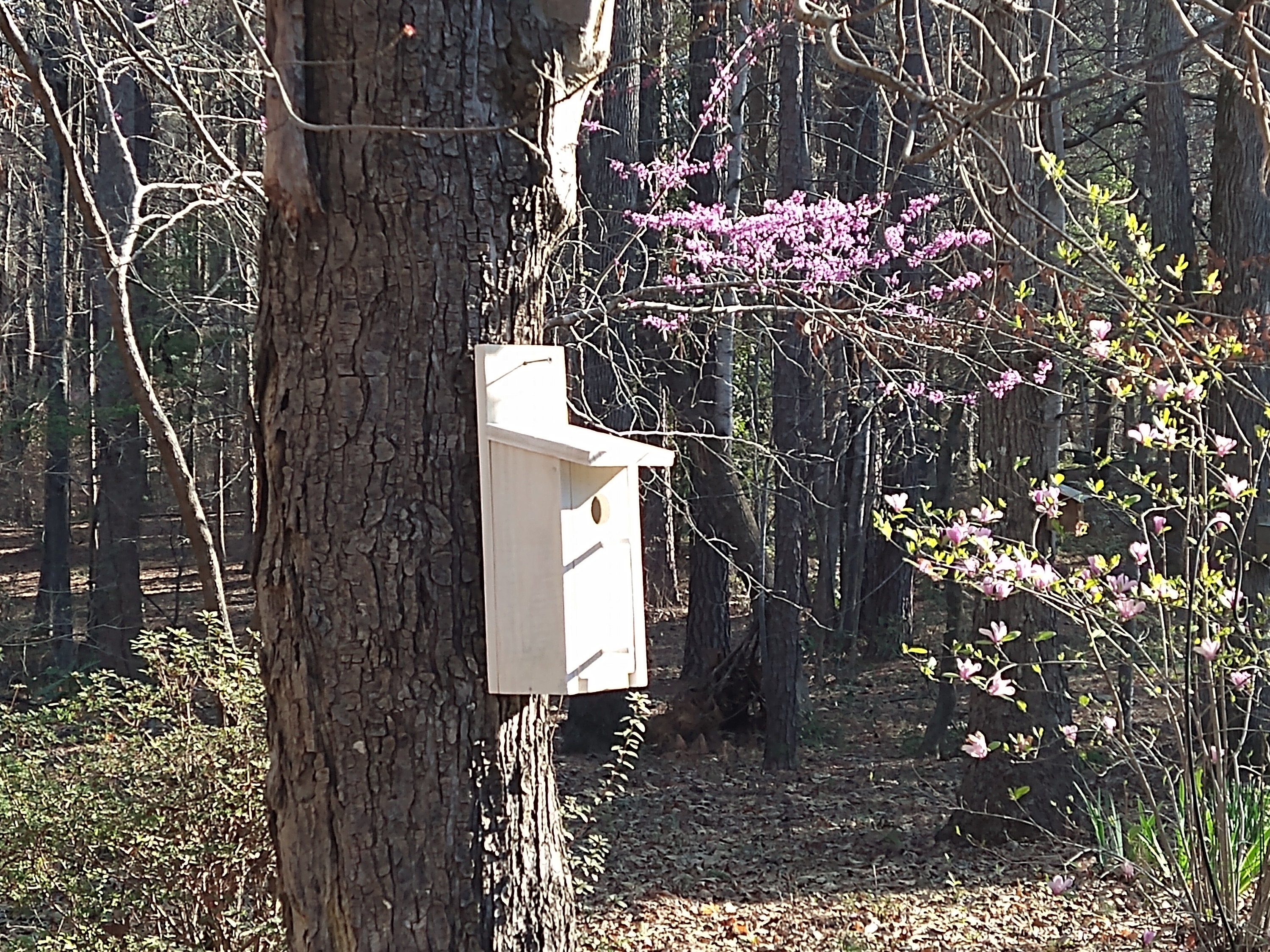 Cedar Birdhouses for Bluebirds Wrens Chickadees and Tufted Etsy