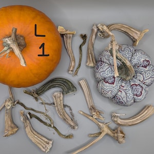 May include: An orange pumpkin with the number "1" and the letter "L" written on it, alongside various dried pumpkin stems and a patterned fabric pumpkin. The stems vary in size and shape, with a mix of tan and green hues.