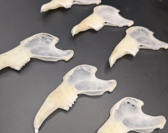 Rabbit Jaws - Jaws with teeth - real, natural