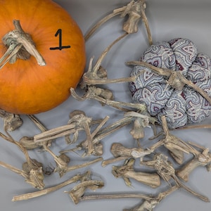 Small Stem REAL pumpkin, butternut, spaghetti squashes - Crafting, Decor, Art - Tote #1