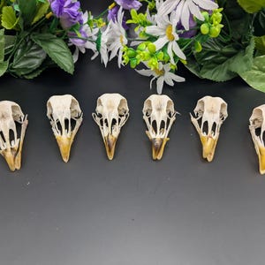 May include: Six bird skulls with beige and yellow beaks are arranged in a row. The skulls are set against a dark background, with green leaves and white and purple flowers in the background.