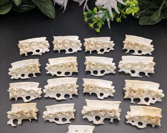 Chicken ROOSTER fused thoracic vertebrae bones - real, natural