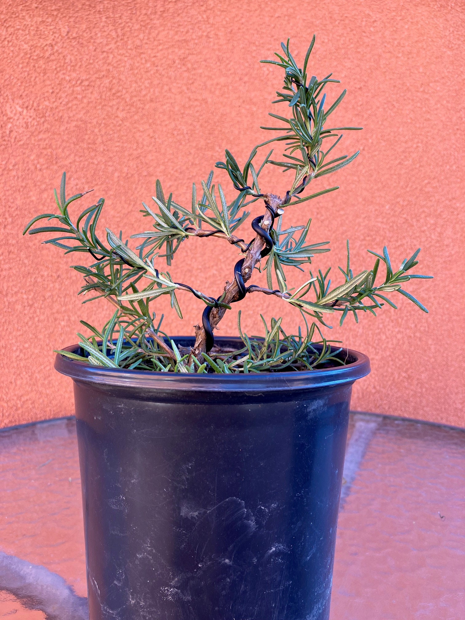 Rosemary Bonsai